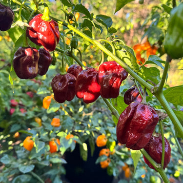 Giant Chocolate Habanero - Seeds - The Pepper Pantry (Formerly Marie Sharp's)